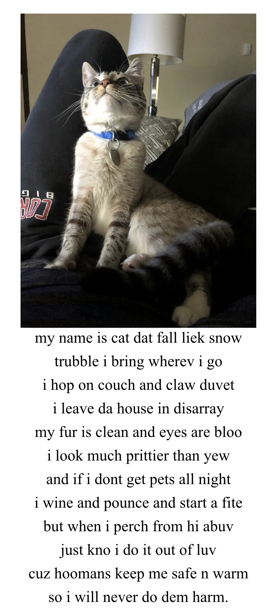 cat poem